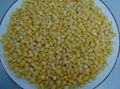 IQF sweet corn kernels 2