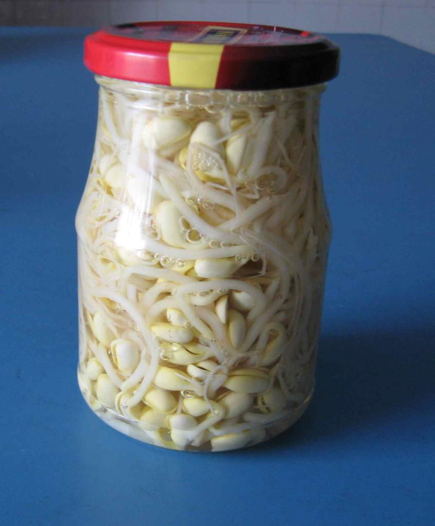 soybean sprout  in glass jar