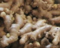 fresh ginger 1