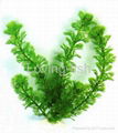 aquarium plant 2