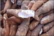 Dried cassava