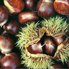 chestnut