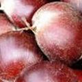 chestnut 2