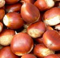 chestnut 3