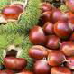 chestnut 4