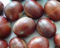 chestnut 5