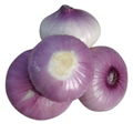 onion 4