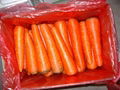 fresh carrot 1