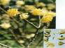 Buddleia Yellow 2