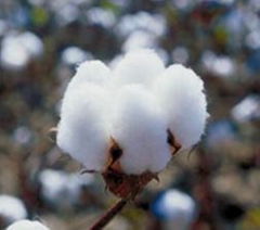 Shankar-6 Raw cotton bales