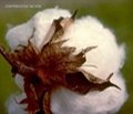 raw cotton bales, cotton seed, cotton