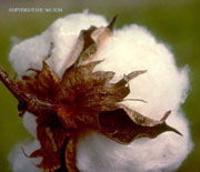 raw cotton bales, cotton seed, cotton seed hull 