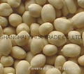 blanched peanut kernels 2