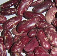 speckled red kidney beans