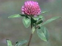 red clover p.e.