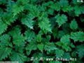 3,4-divanillyltetrahydrofuran  nettle