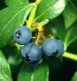 blueberry fruit  powder