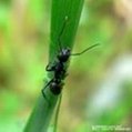 ant extract 2