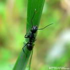 ant extract