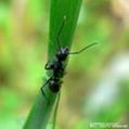 ant extract 1