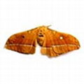 male silk moth extract 1