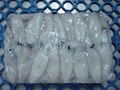 Frozen Baby squid - Baby squid - Loligo Japonica