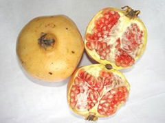 Pomegranate 