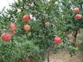 Pomegranate  5