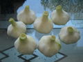 Fresh White Garlic in 2007 crop