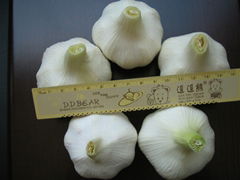 Fresh Pure White Garlic