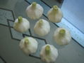 Fresh Pure White Garlic 2