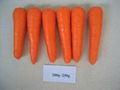 Fresh Carrot in 2007 crop 2