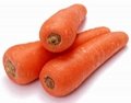Fresh Carrot in 2007 crop 4