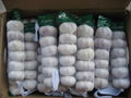 Fresh Normal White Garlic 2