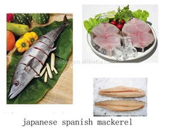 spanish mackerel 