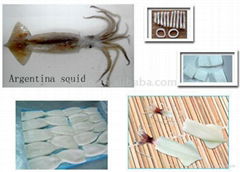 Argentina squid