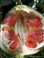 red honey pomelo 4