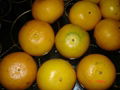 mandarin orange 1