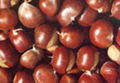 Chinese chestnut 1