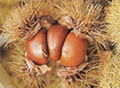 Chinese chestnut 4