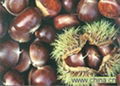 Chinese chestnut 5