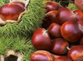 Chinese chestnut 2