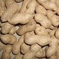 sell peanut