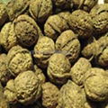 sell walnut 1