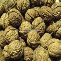 sell walnut