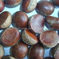 sell chestnut 1