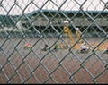 chain link fence 1