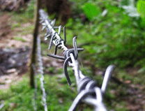 barbed wire 