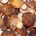 sell Boletus edulis