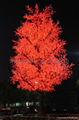 LED cherry tree light 4